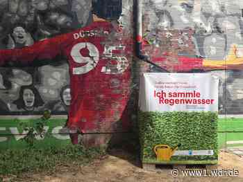 Bäume in Düsseldorf wegen Hitzeperiode in Gefahr