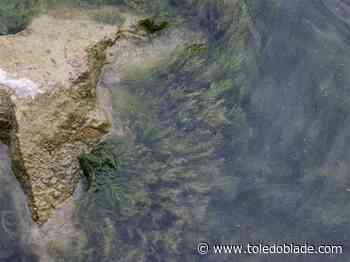 Lake Erie algal bloom doubles in size in a week