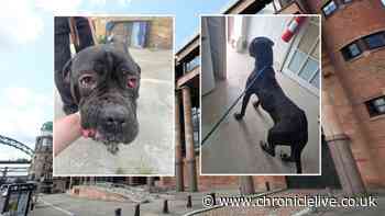 Northumberland dad jailed over cruelty to 8 dogs - including 5 Cane Corso puppies he left for dead