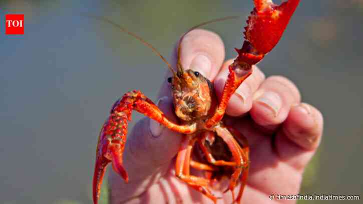 In 1974, Spain imported two tons of American red crayfish for aquaculture; 50 years later...