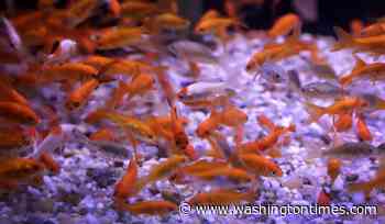 Argentina court declares goldfish as 'sentient beings,' not just property, in landmark case
