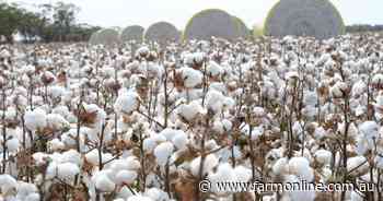 Cotton debt doubles, crop shrinks but growers prove financially savvy says ANZ