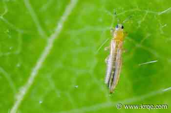 Agriculture experts take a look at the pests impacting New Mexico's chile crop