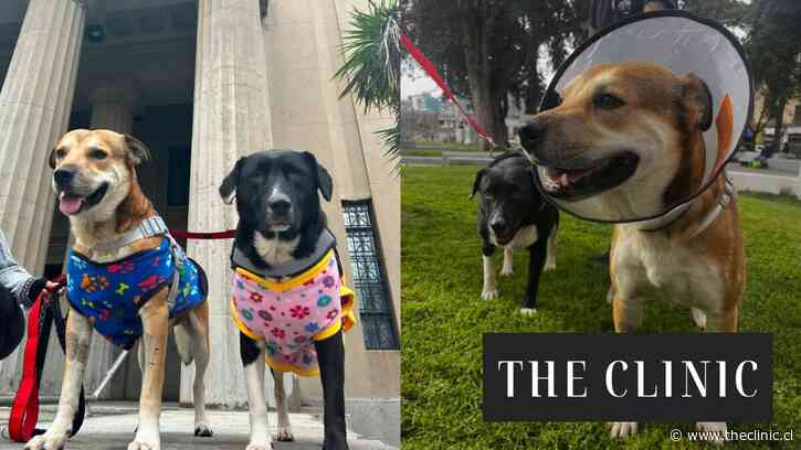 Mantequilla y Manchita buscan un hogar urgente: si nadie los adopta juntos, volverán a la calle de donde fueron rescatados