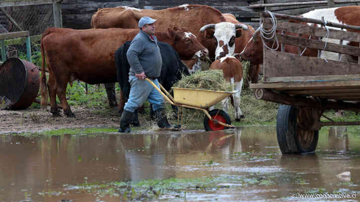Piden declarar Emergencia Agrícola en La Araucanía por anegamientos y pérdidas en el campo