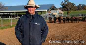 The future of cattle breeding? It could be helping rebuild a Norfolk Island herd