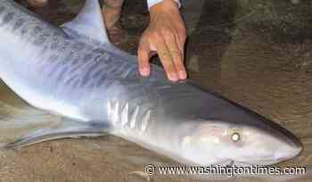 Tiger shark caught off Massachusetts could be sign of warming waters