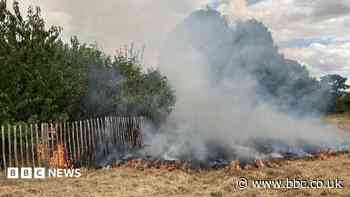 Wildfire damages city's first 'tiny forest'