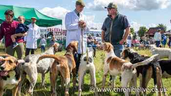 Northumberland country show where visitors can walk llamas in 101st edition