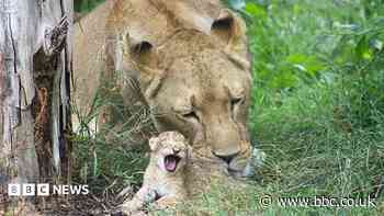First African Lion cubs born at zoo since 2015