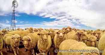 Massive outback pastoral deals signal growing optimism in sheep