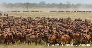 Why safeguard quotas are taking the heat out of the domestic cattle market