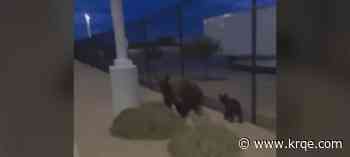 VIDEO: Pair of bears caught on camera at Albuquerque Amazon facility