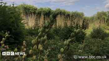 Quarry plan threatens ancient woodland, charities warn