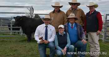 Efficiency focus pays off at Glenavon Angus sale with bulls to three states