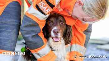 Search dog retires after 'outstanding service'