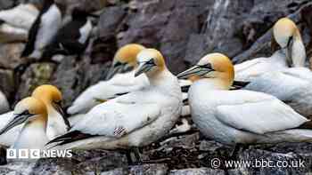 Scottish islanders refused permission to stage annual seabird chicks hunt