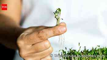 How to grow microgreens: A beginner's guide to India's easiest superfood garden