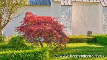 How to keep Japanese maples healthy in summer and autumn with one natural soil addition