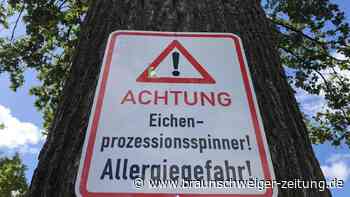 Eichenprozessionsspinner: Gefahr nicht gebannt – warum alte Nester weiter bedrohen