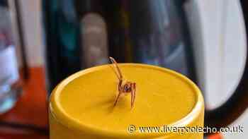 Spiders will stay out of homes for good if you do simple task once a week in August