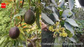 Scientists solve the 100-year-old mystery behind why avocado flowers change sex over two days