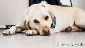 Ignorieren oder verabschieden? Was Hunde beim Weggehen wirklich brauchen