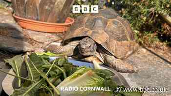 Shellshocked! A close call for Arnie the tortoise