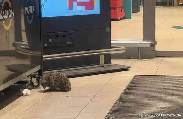 POL-OF: Tierischer Eindringling erfordert Einsatz der Polizei