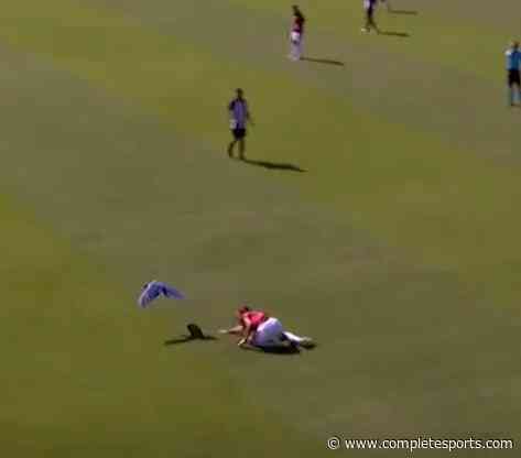 Brazilian Youth Game Suspended After Parrot Attack Players