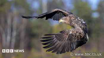 Young white-tailed eagles released on Exmoor