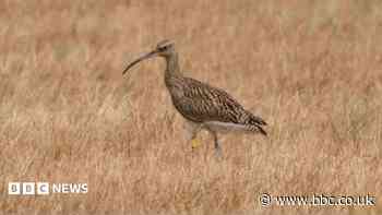 Curlew revival continues at nature reserve