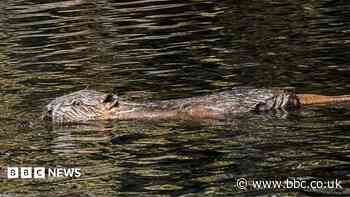 Beaver dams 'helping boost drought resilience'