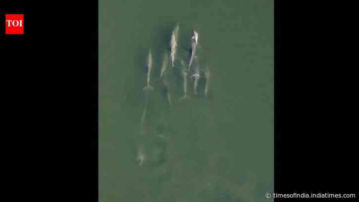 Video of dolphin carrying its dead newborn through the Indian Ocean reveals a deep and old 'mourning ritual'