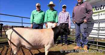 Top price, averages, soar more than $2000 higher in Cobar Dorper ram sale