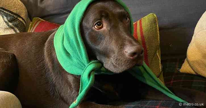 Greg James misses Radio One breakfast show after death of his dog Barney
