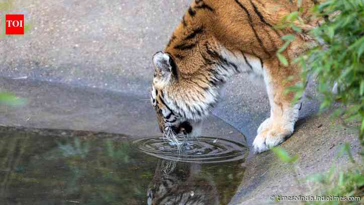 Ranthambore logs 40,000 sign-ups in 2 hours