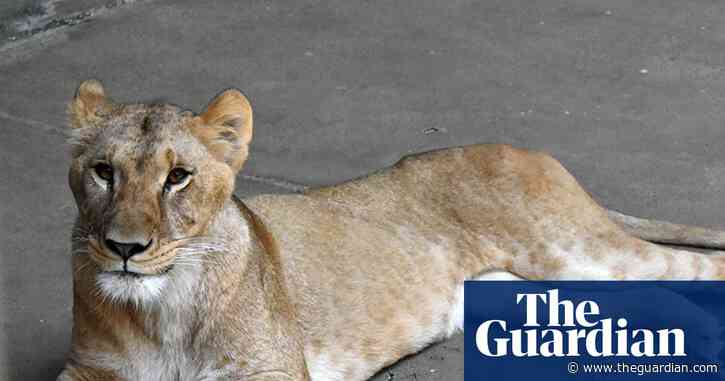 Three lions die of suspected heatstroke at Tokyo zoo as Japan swelters