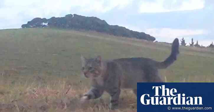 Nine Lives, the feral cat that terrorised New Zealand’s rare ducks, is caught after three years