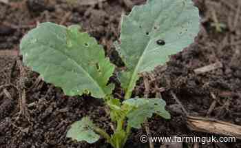 New trials point to stronger control of cabbage stem flea beetle