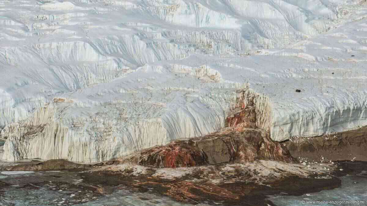 Uralte Meereswelt unter dem Eis: Was Forscher in der Antarktis aufgespürt haben