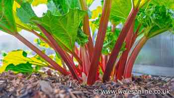Rhubarb will grow sweet and juicy if you avoid 1 common job this summer