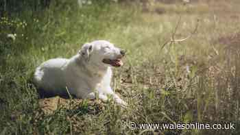 UK dog owners warned common gesture their pets make could be sign of sunburn