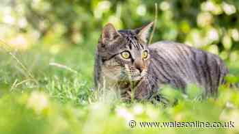 Simple £1.10 jar to sprinkle on garden one way to stop cats and foxes pooing - say experts