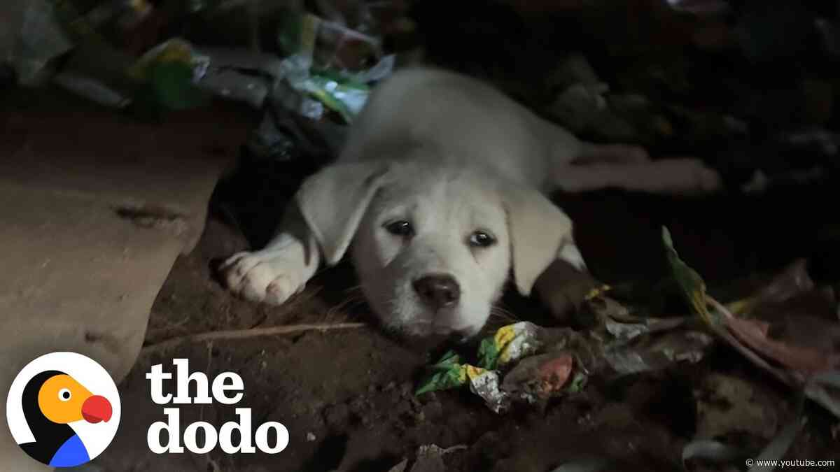 She Rushed To Save One Puppy And Found A Whole Family | The Dodo