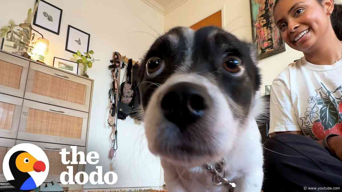 Shut-Down Dog Jumps Onto His Fosters Lap After 27 Days | The Dodo