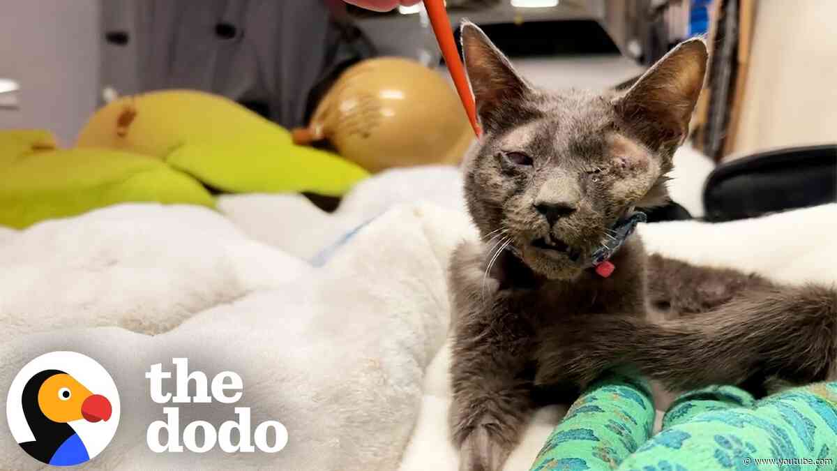 Cat Hit By Car Couldn't Stop Making Biscuits | The Dodo