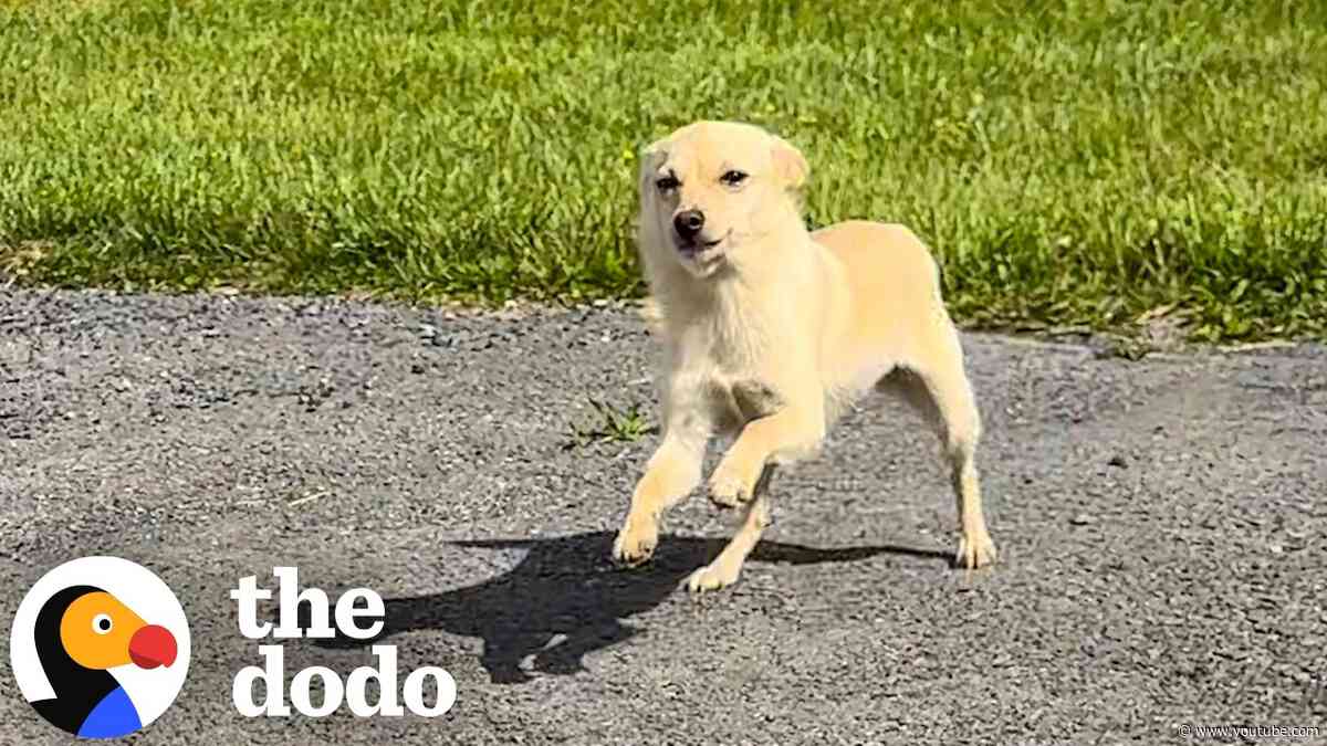 Dog Lost In The Woods Was Found By The One Person She Trusted Most | The Dodo