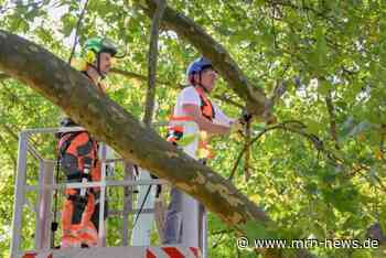 Heidelberg – Bürgermeister Schmidt-Lamontain packte bei der Baumpflege mit an