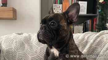 An out-of-this-world send-off! French bulldog's ashes are blasted 119,000ft into SPACE